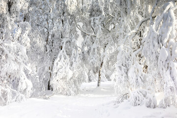 Fototapeta na wymiar Beech forest covered in snow