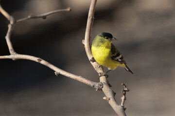 Male Lesser Goldfinch, green backed Western sub species, with sun glint in eye in Tucson, Arizona