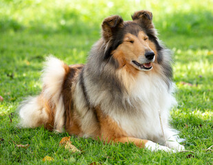 Schöne 7-jährige dark-sable Langhaar-Collie-Hündin