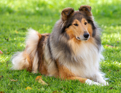 Sch&ouml;ne 7-j&auml;hrige dark-sable Langhaar-Collie-H&uuml;ndin