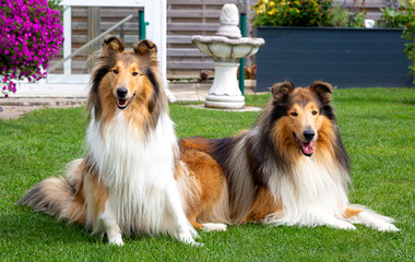 Befreundete Langhaar-Collie-Hunde