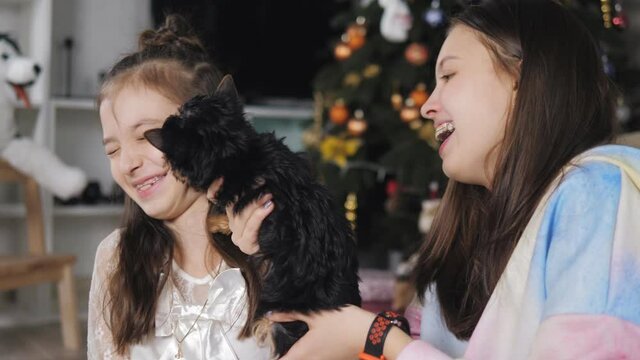 Happy girls hug a Yorkshire terrier puppy and laugh. A puppy licks the cheek of a teenage girl.