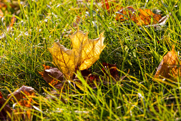 changing the color of maple in the autumn season