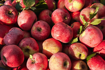 Lots of raw fresh red apples just plucked from apple trees in garden, top view. Background with apples.