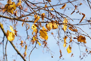 changing color birch in the autumn season