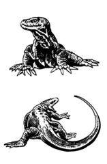 vector set of varans isolated on white background, graphical lizard