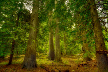 Obraz premium Armstrong Cedars