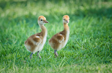 Two Sandhill Crane chicks or colts.