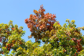 landscape of deciduous trees in the autumn season