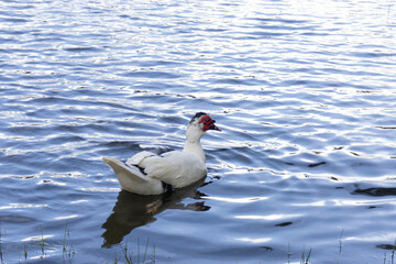 Duck in a lake