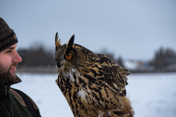 Man and his Eurasian Eagle Owl (Bubo Bubo) during falconry training.
