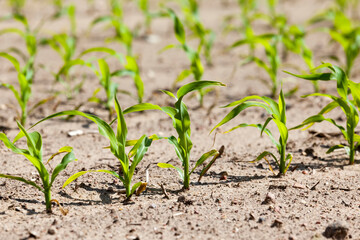 a sunlit agricultural field with green sweet corn
