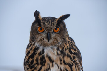Eurasian Eagle Owl (Bubo Bubo) during falconry training.