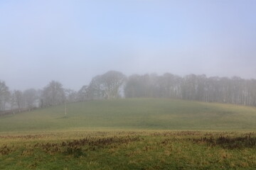 misty morning in the woods