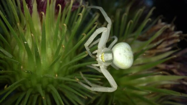 Die Ver&auml;nderliche Krabbenspinne Misumena vatia, ein typischer Lauerj&auml;ger, wartet auf Bl&uuml;ten auf unvorsichtige Insekten, die sie packen und aussaugen kann