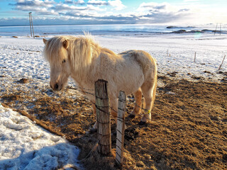 Islandpony