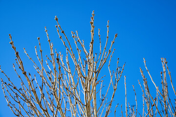 Fototapeta premium Branches of tree with buds on background of clear blue sky. Wildlife and vegetation. Branching tree without leaves. Close-up. Selective focus. Copy space.