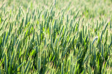 Obraz premium agricultural field where green wheat grows