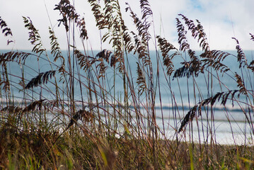 BEACH GRASS AND SEA