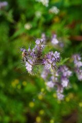 Biene auf Blüte