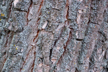 Old Wood Tree Texture Background Pattern