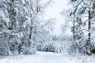A path in the forest covered in snow. Winter landscape.