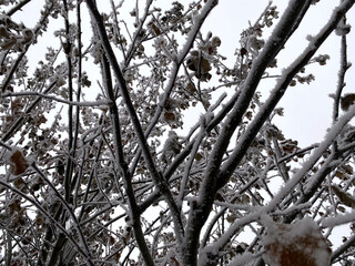 Obraz premium Tree branches with yellow leaves under the hats of snow.