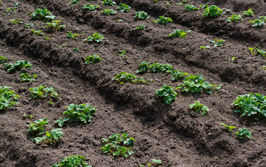 Garden and vegetable garden.Spring planting.Sprouted bushes of young strawberries in the beds.Eco-friendly cultivation of vegetables and fruits.Zero waste.Harvesting.The spring festival.Healthy food