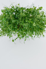 Micro-green pea sprouts close-up on a white background in a pot with soil. Healthy food and lifestyle