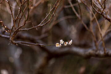 早春に咲き始めた梅の花と蕾