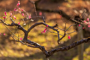 早春に咲き始めた梅の花と蕾