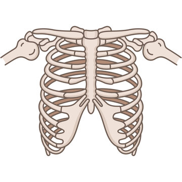 The thoracic cage