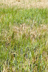 agricultural cereals- wheat or rye products