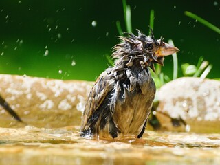 Young sparrow are bathed in the water of a bird watering hole. He sprays water. Czechia. Europe.