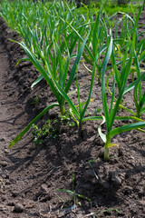 Garden and vegetable garden.Spring planting.Sprouted young green onions on the beds.Eco-friendly cultivation of vegetables and fruits.Zero waste.Harvesting.The spring festival.