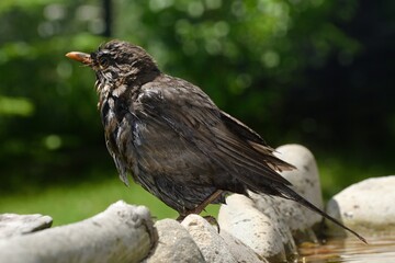 The blackbird (Turdus merula) stands on stone by the bird's waterhole. Czechia. Europe. 