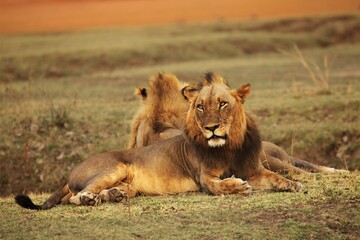 Two Lion males (Panthera leo) lying on the green grassland.