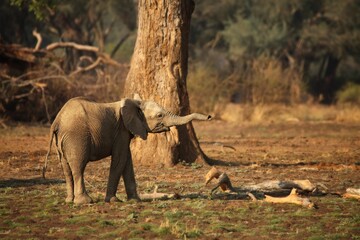 Fototapeta premium A African elephant (Loxodonta africana) on the green grass in the morning.