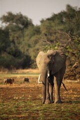 Obraz premium A African elephant (Loxodonta africana) on the green grass in the morning.