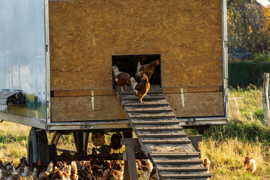 Chickens around chicken coop