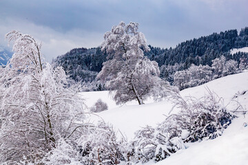 Fototapeta premium Allgäu - Winter - Neuschnee - Baum - Alpen - Tree