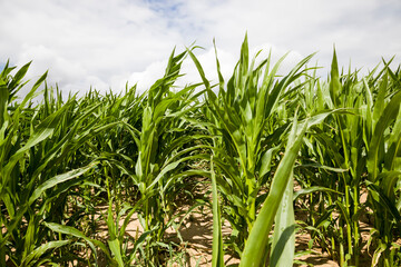 agricultural field with green corn