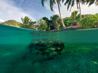 Underwater life