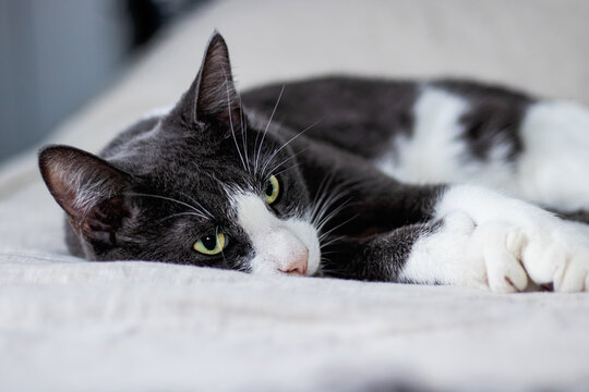 Sleeping cat