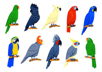 Bright tropical parrots set. Exotic birds sitting on branches, red or blue macaw, blue cockatoo, grey and amazon parrots. Isolated illustrations for jungle wildlife, Caribbean islands fauna concept