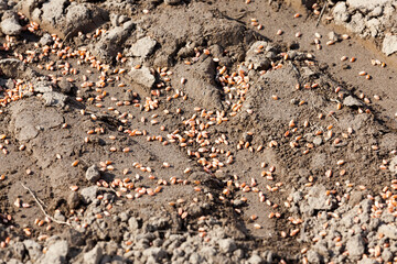 plowed agricultural field sown with grain