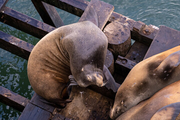 group of sea lions