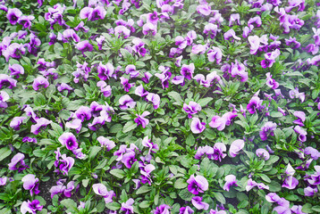 Obraz premium Top view on colorful blooming viola pansies stock photo