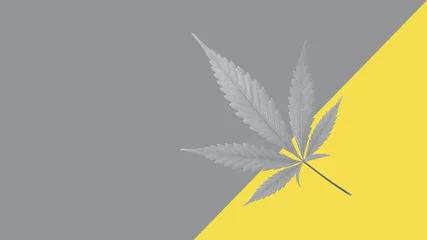 Abstraktes silbernes Hanfblatt lokalisiert auf gelbgrauem Hintergrund. Leuchtende und ultimative graue Trendfarben 2021 Jahr © BarTa