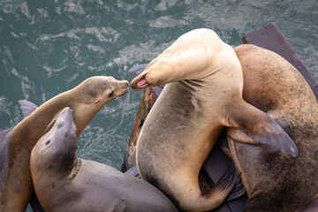 group of sea lions